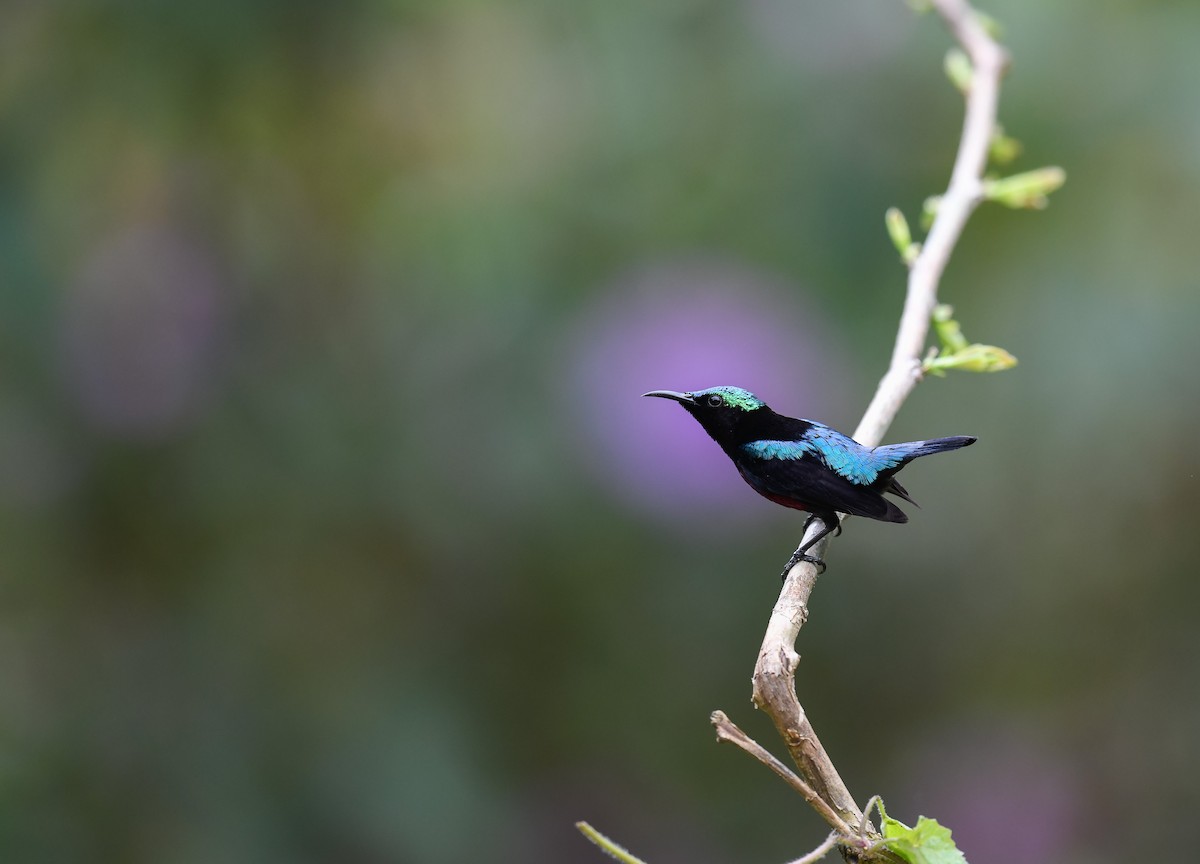 Van Hasselt's Sunbird - ML642053140