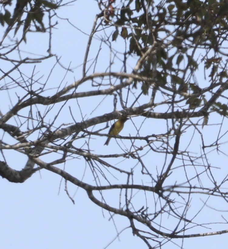 Piranga gorri-beltza - ML642053148
