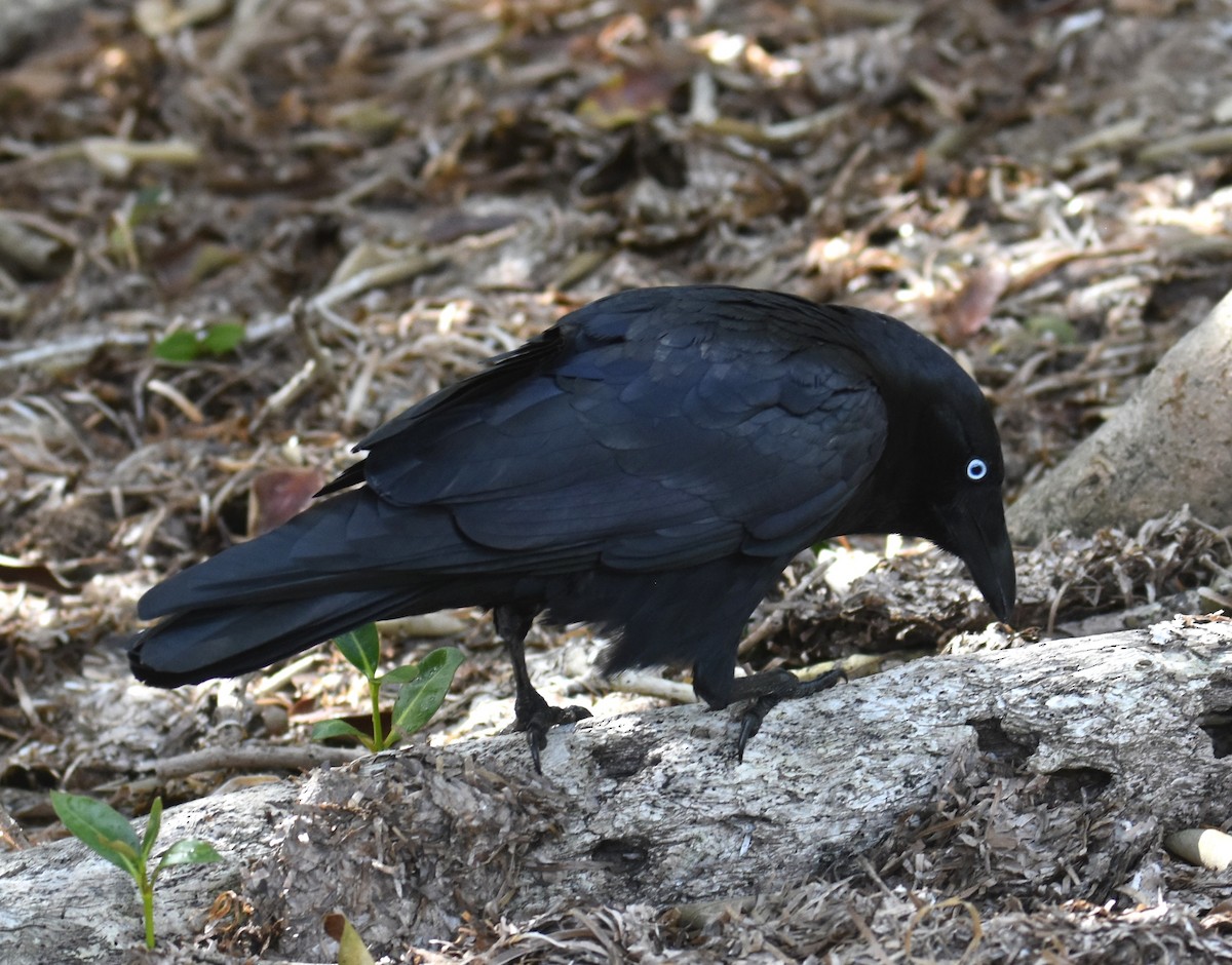 Torresian Crow - ML642053155