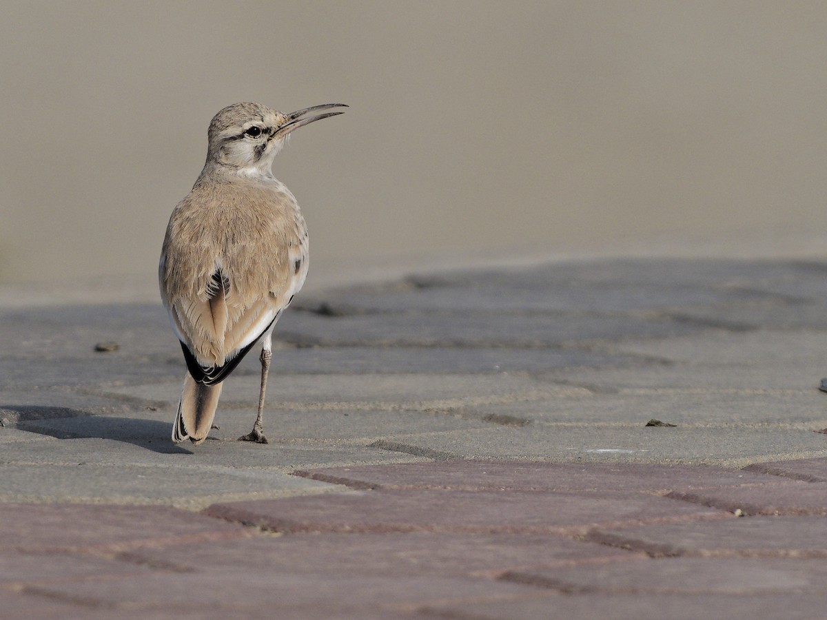 Ibis txoriandrea - ML642053168