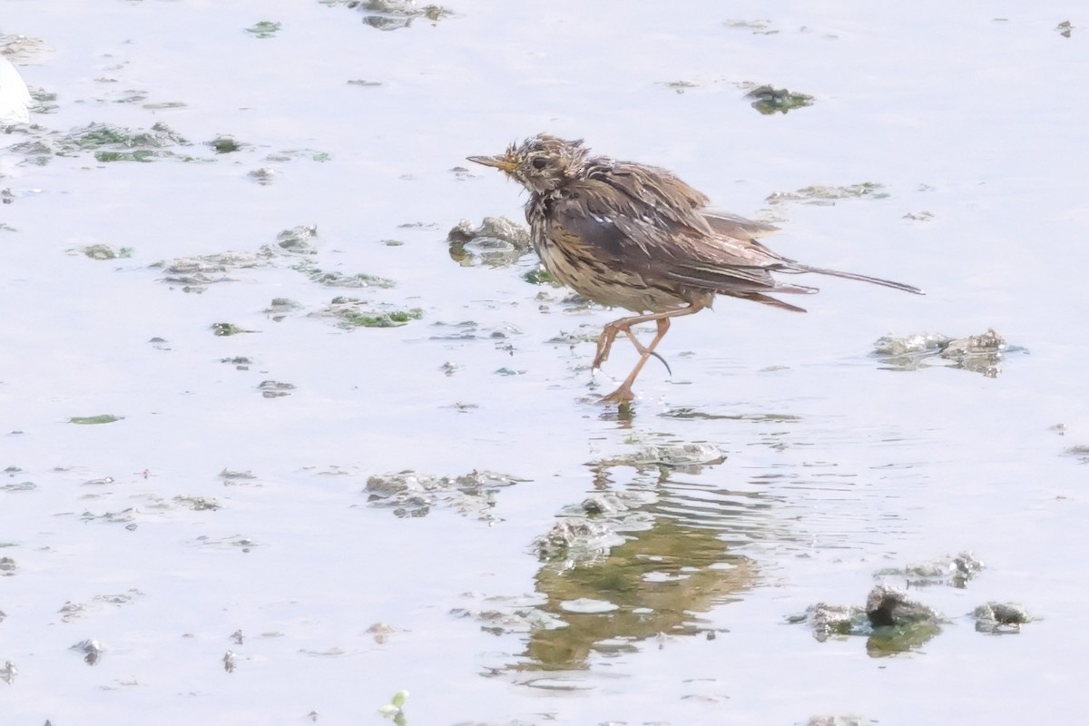 Meadow Pipit - ML642053191