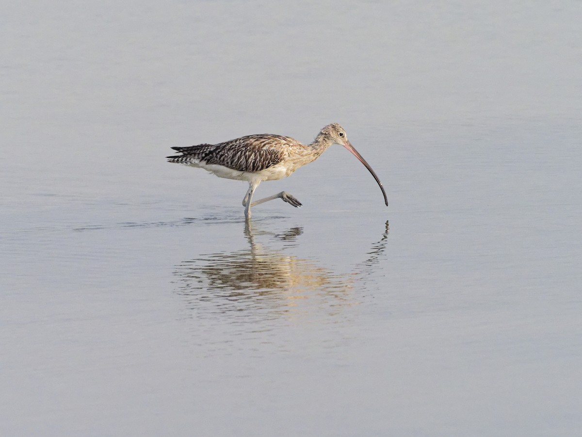 Eurasian Curlew - ML642053196