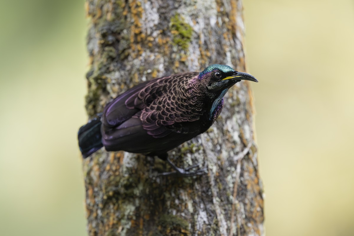 Victoria's Riflebird - ML642053197