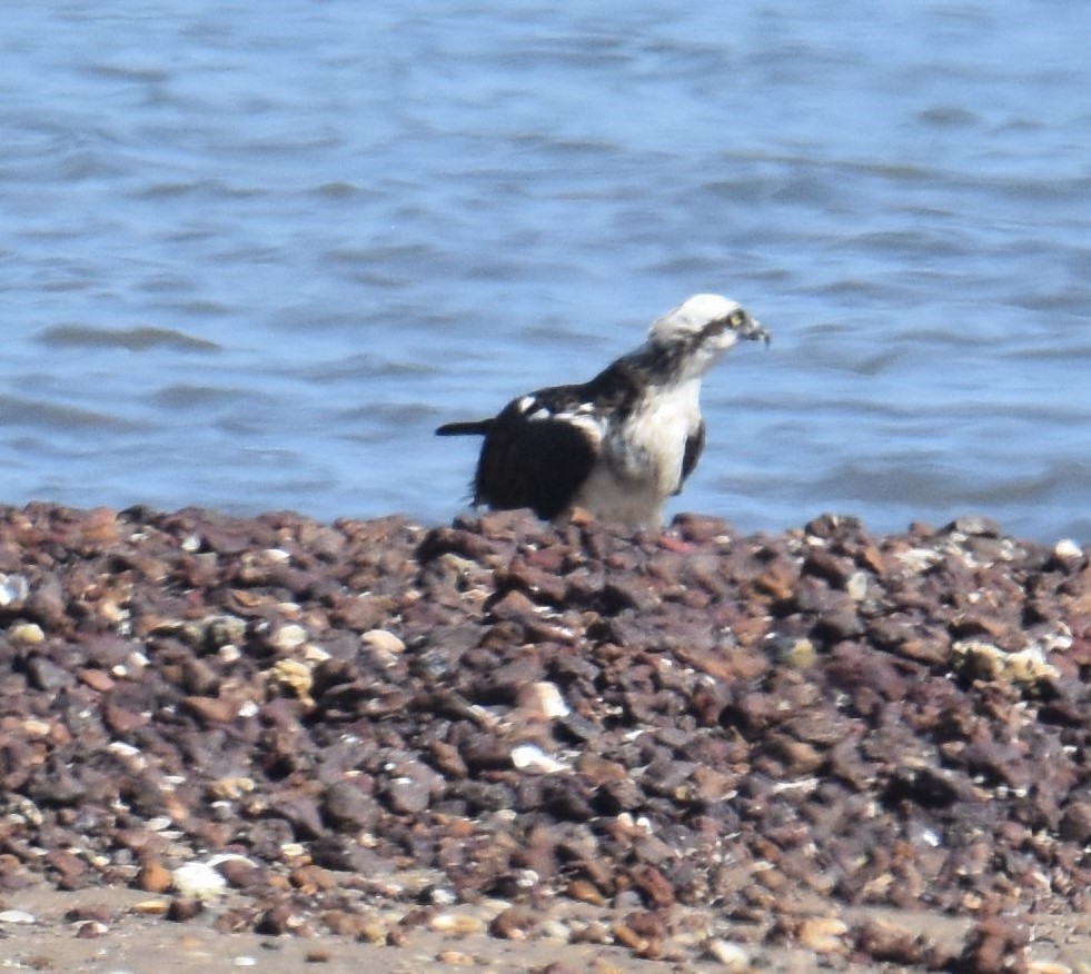 Osprey - ML642053210