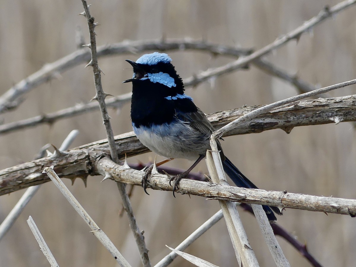 Superb Fairywren - ML642053212