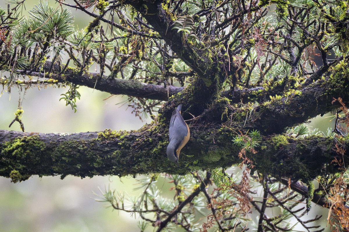 White-tailed Nuthatch - ML642053214