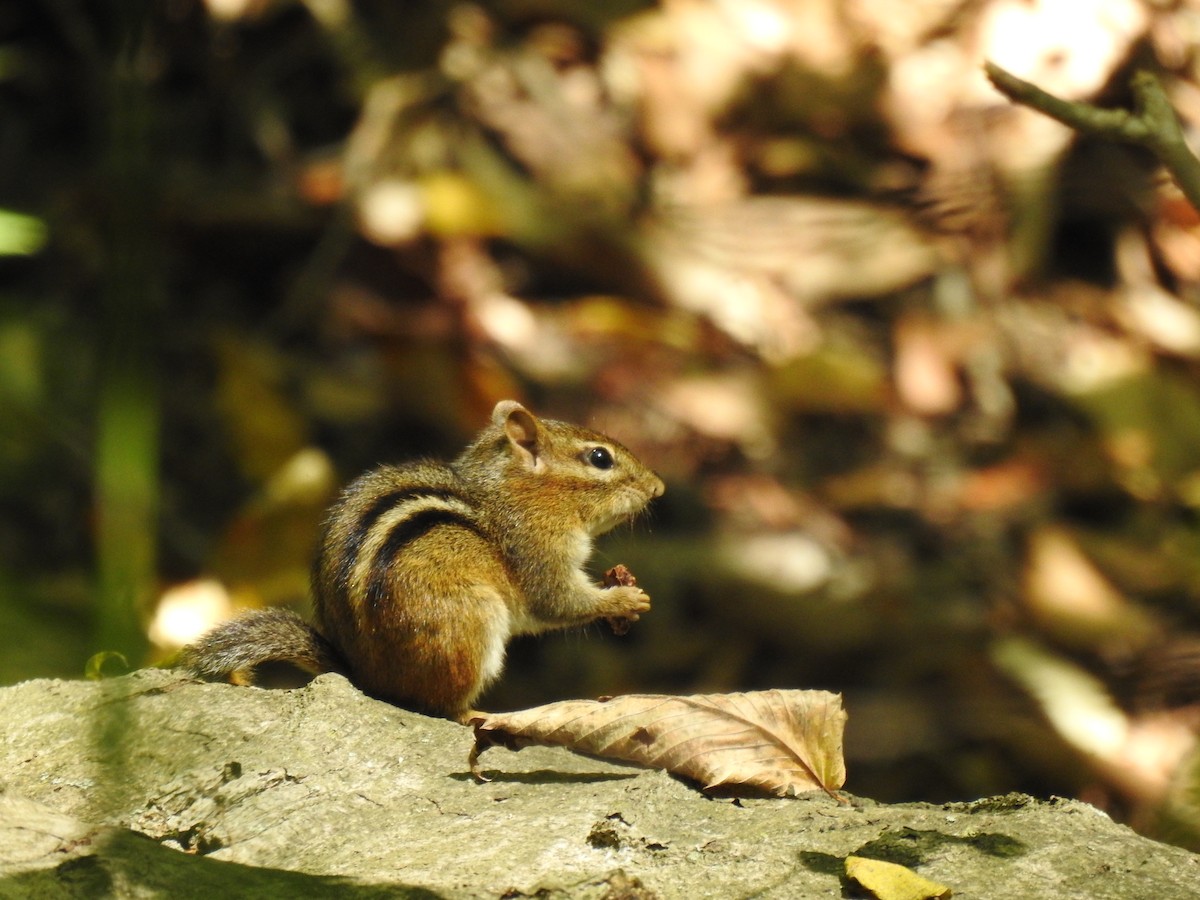 Eastern Chipmunk - ML642053215