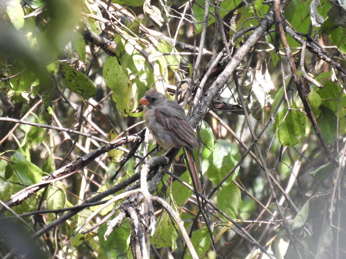 Northern Cardinal - ML642053228