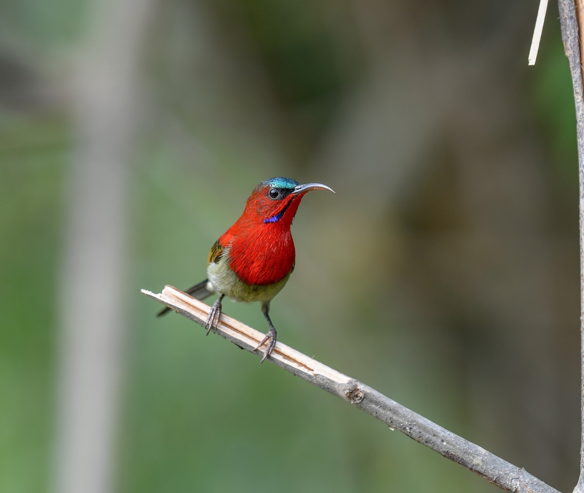 Crimson Sunbird - ML642053242
