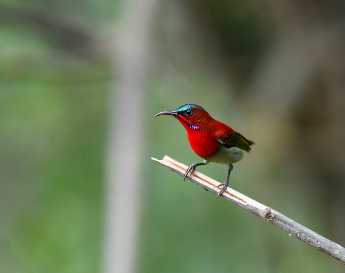 Crimson Sunbird - ML642053243