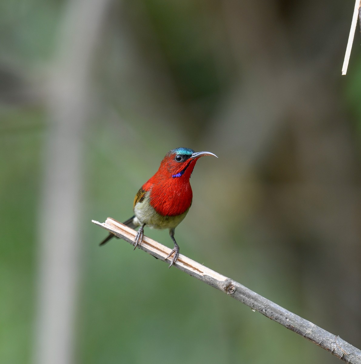Crimson Sunbird - ML642053244