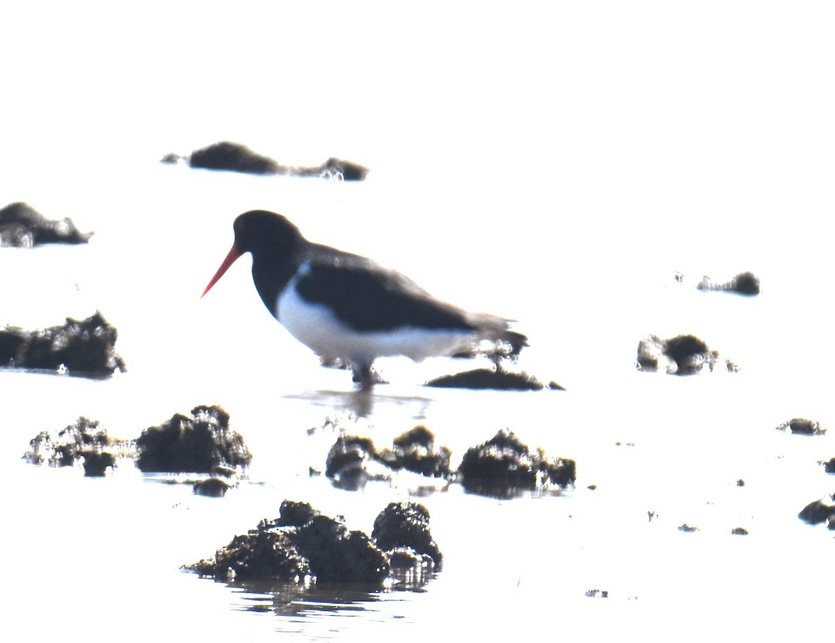 Pied Oystercatcher - ML642053247