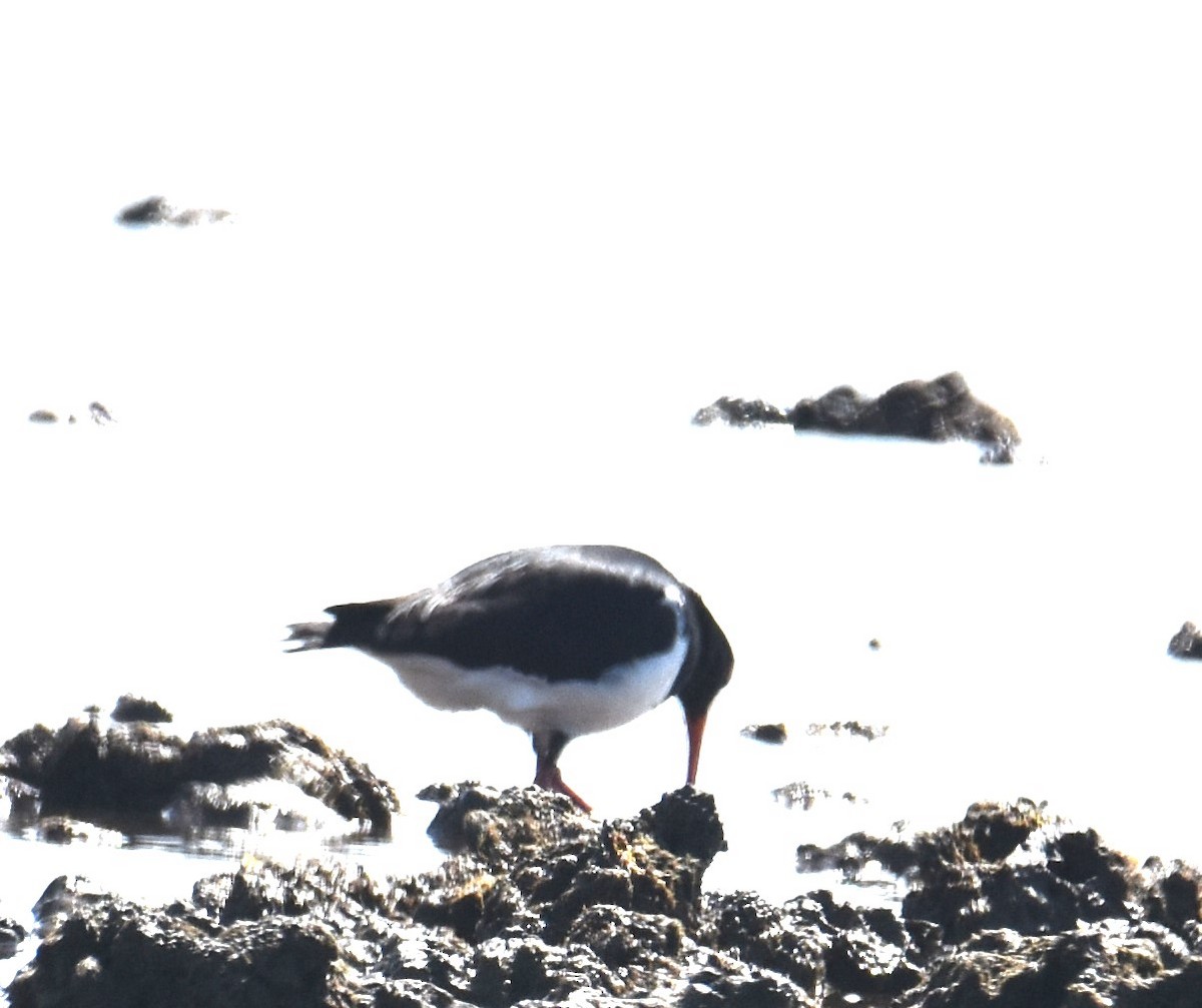 Pied Oystercatcher - ML642053248