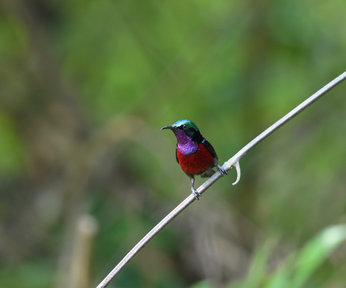 Van Hasselt's Sunbird - ML642053274