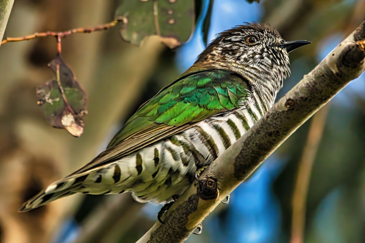 Shining Bronze-Cuckoo - ML642053278