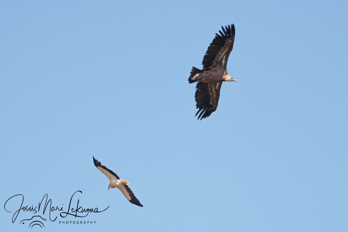 Eurasian Griffon - ML642053282