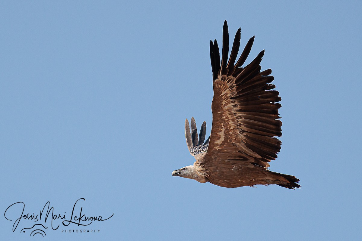 Eurasian Griffon - ML642053283