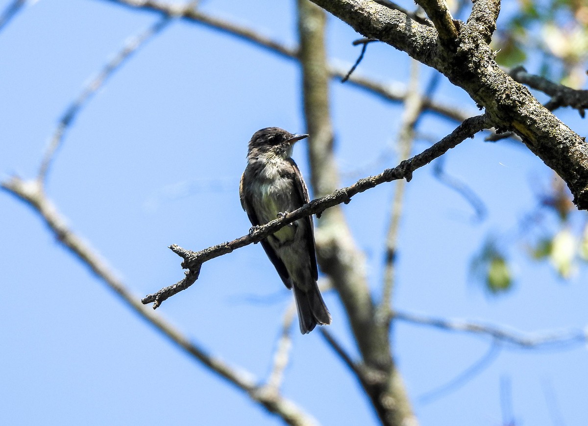 Eastern Wood-Pewee - ML642053299