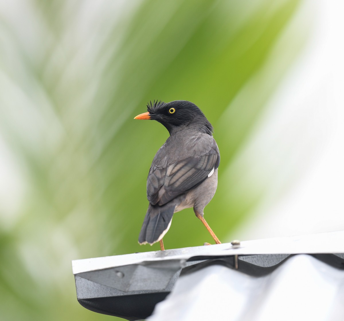 Jungle Myna - ML642053300