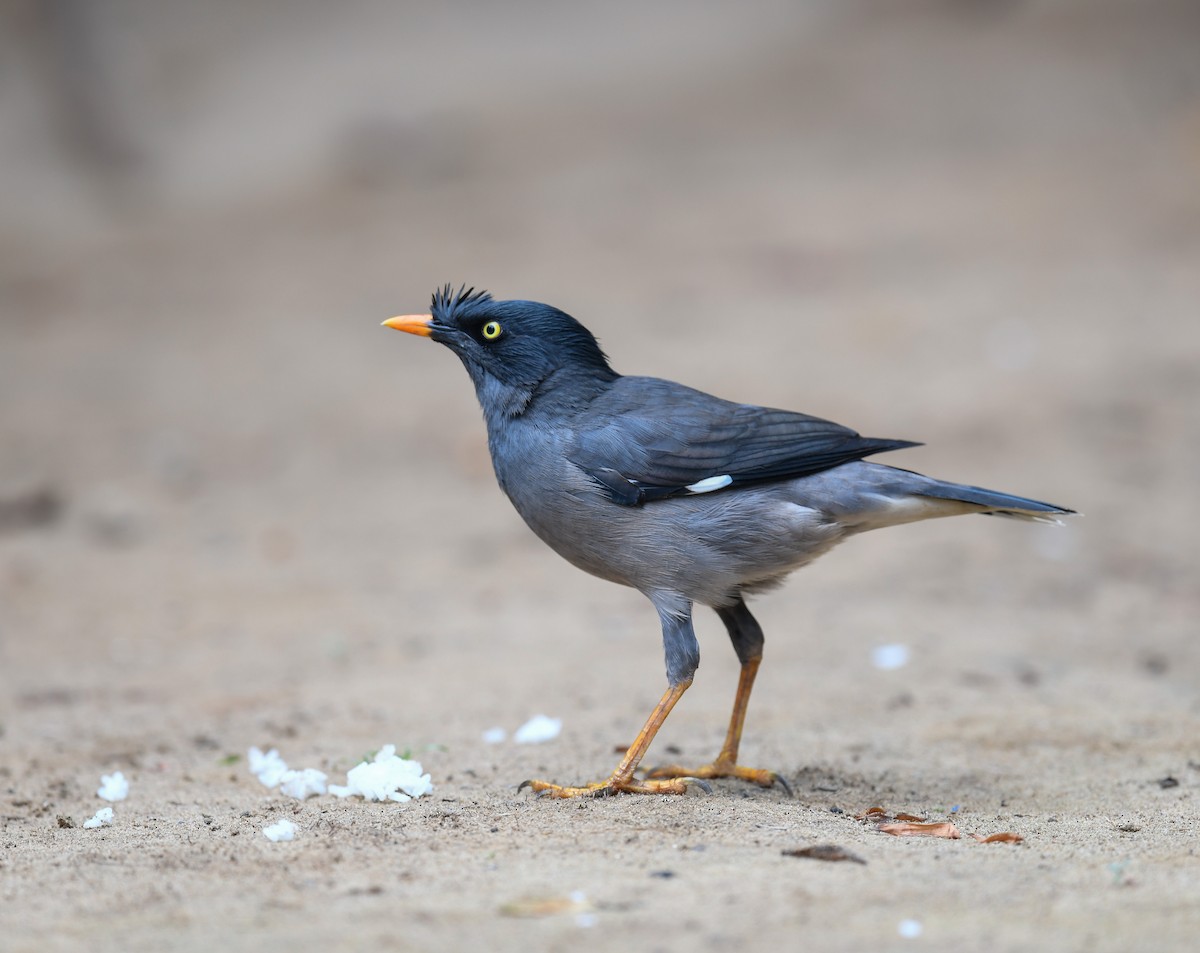 Jungle Myna - ML642053303