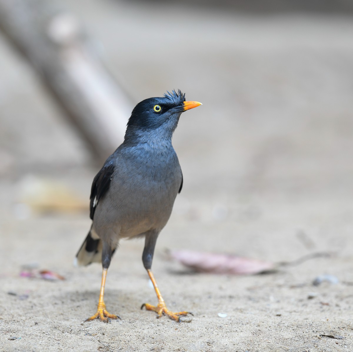 Jungle Myna - ML642053304