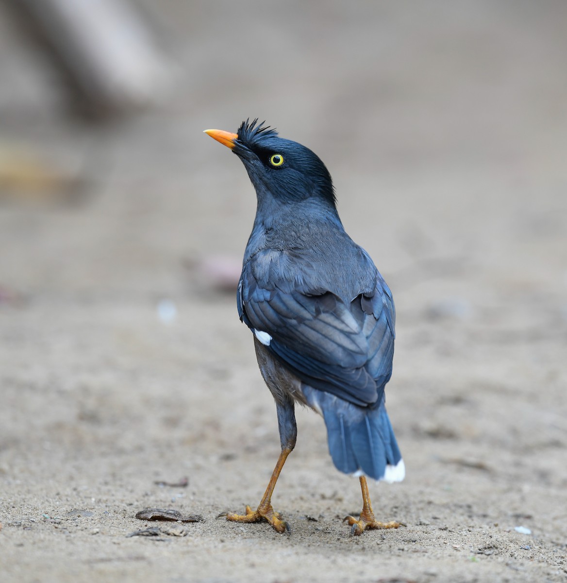 Jungle Myna - ML642053305