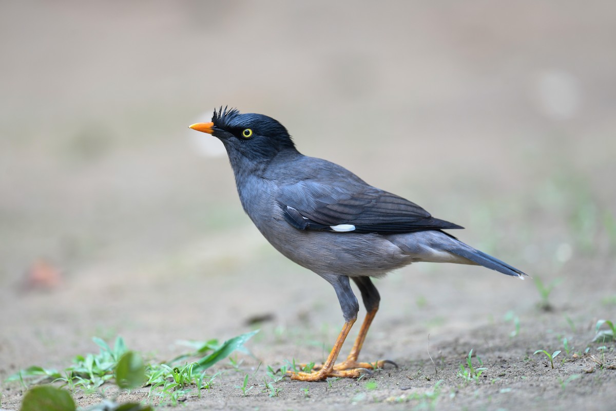 Jungle Myna - ML642053306