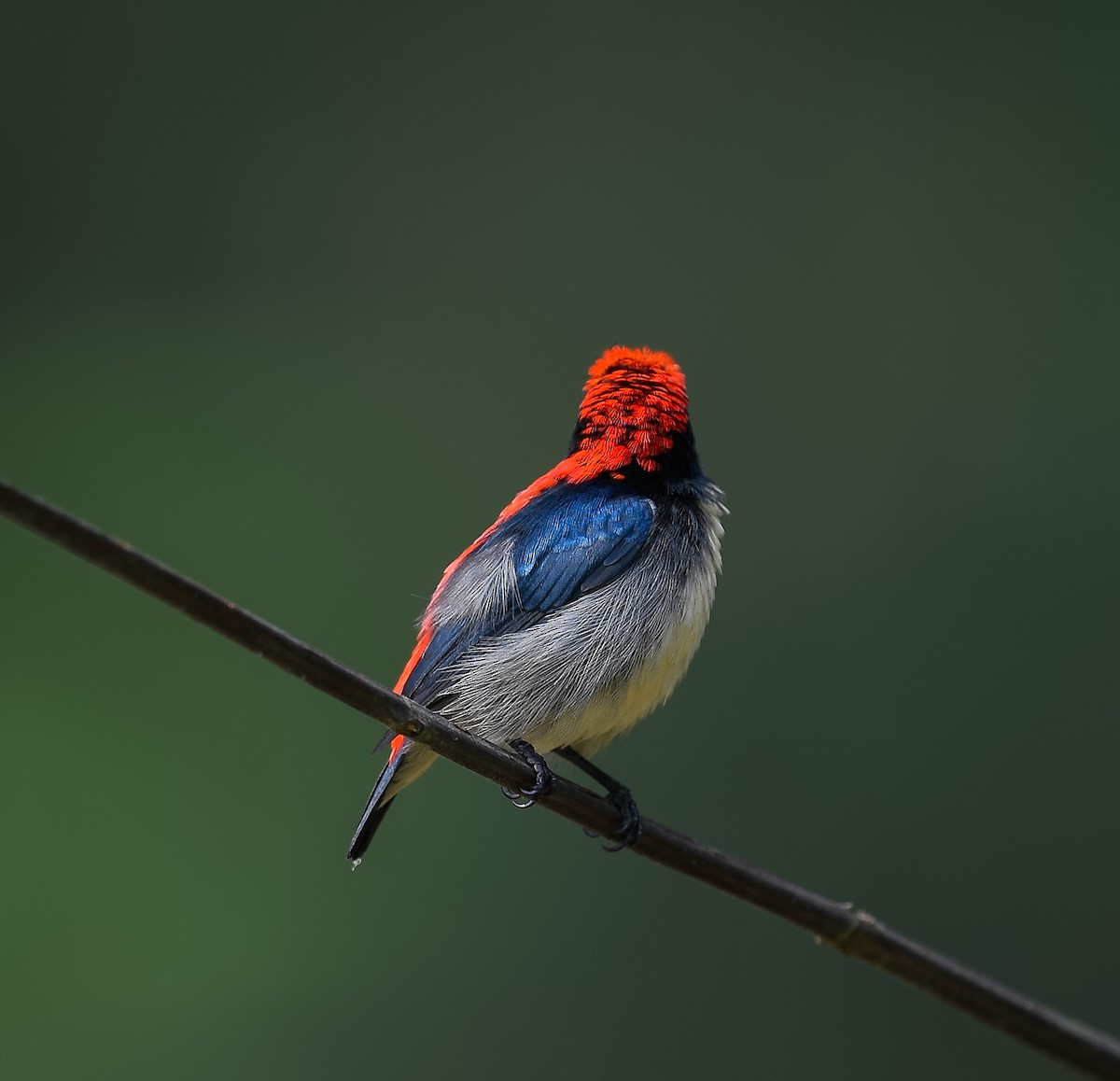 Scarlet-backed Flowerpecker - ML642053315