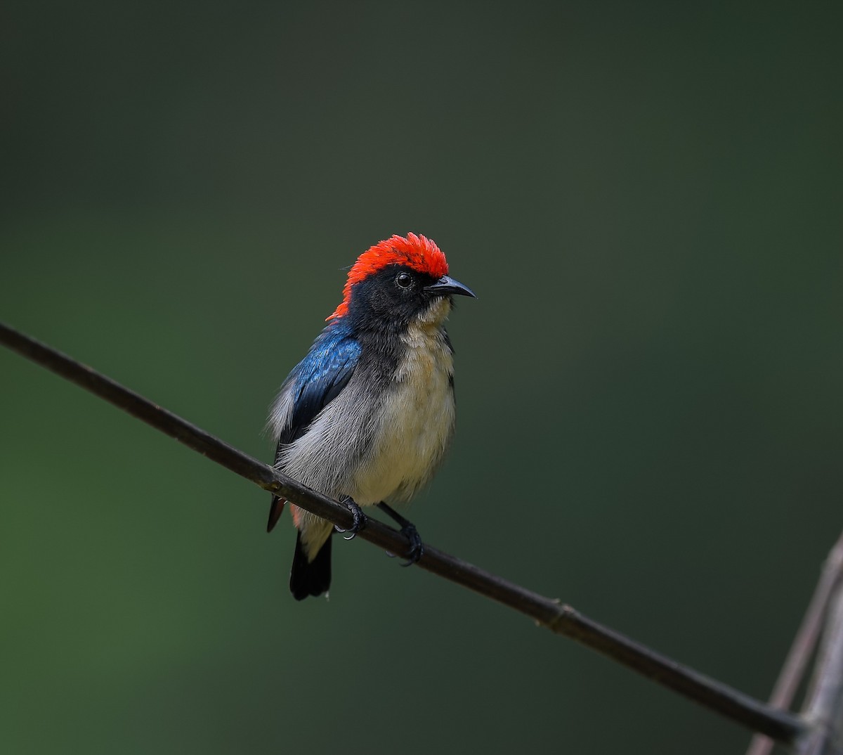 Scarlet-backed Flowerpecker - ML642053316
