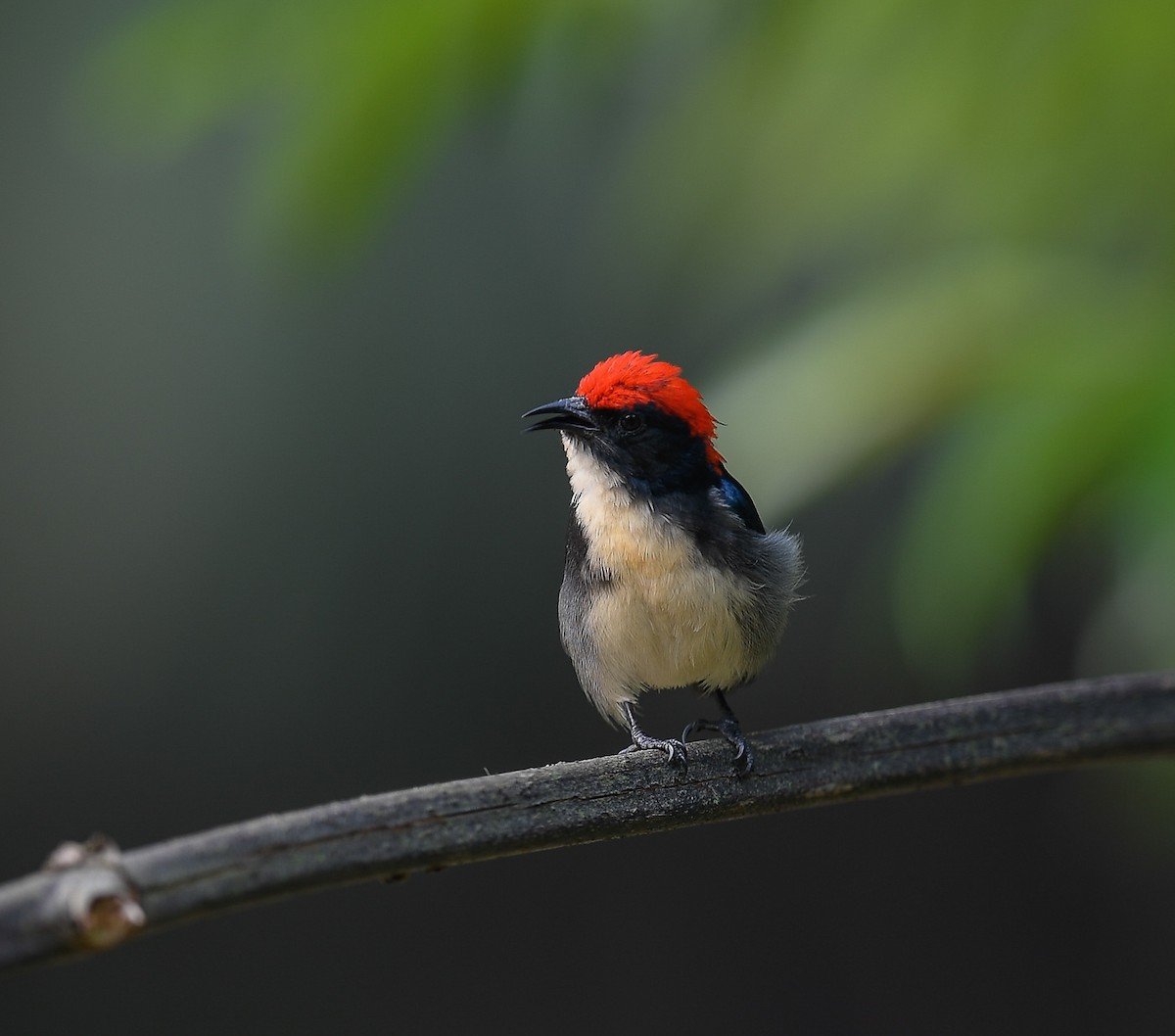 Scarlet-backed Flowerpecker - ML642053317