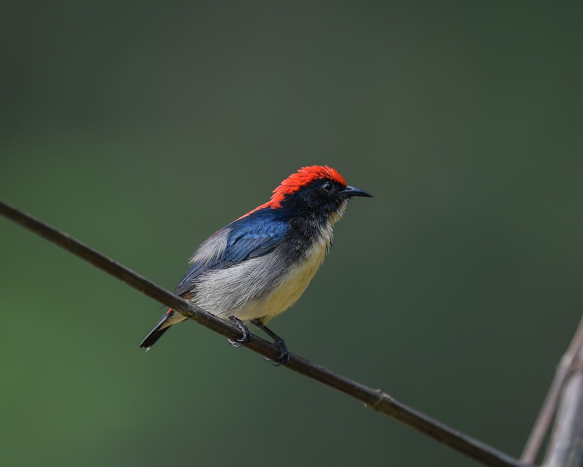 Scarlet-backed Flowerpecker - ML642053318