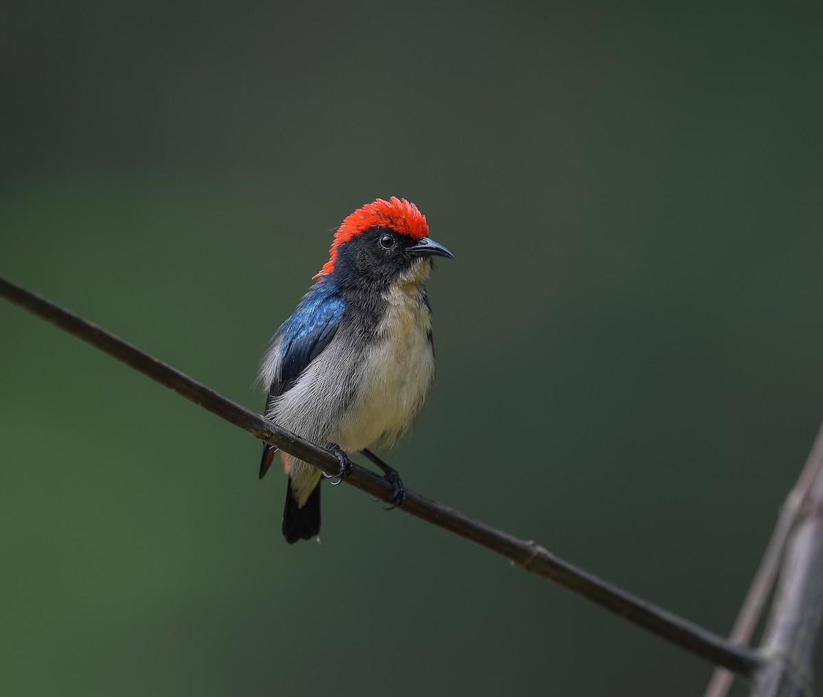 Scarlet-backed Flowerpecker - ML642053319