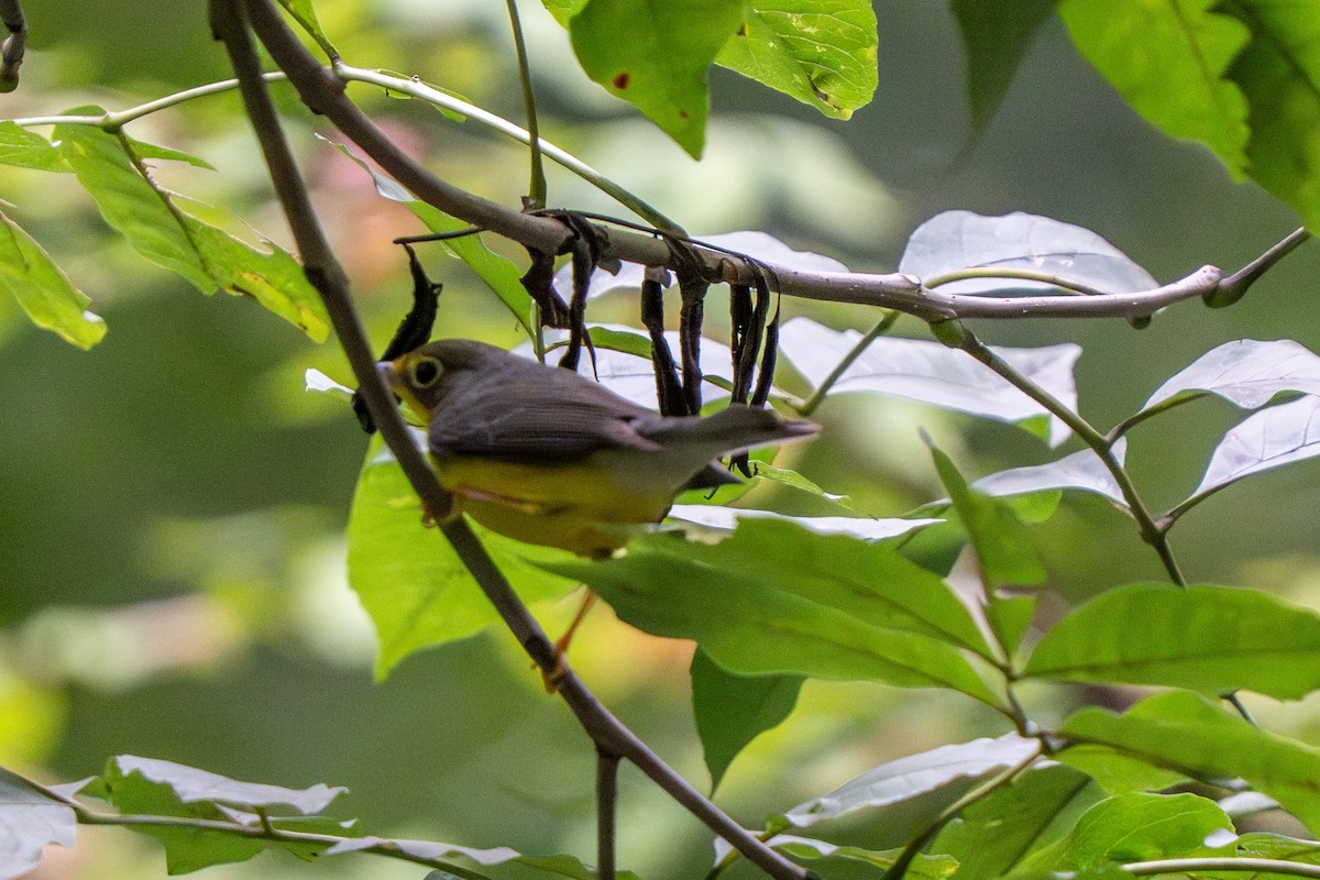 Canada Warbler - ML642053322