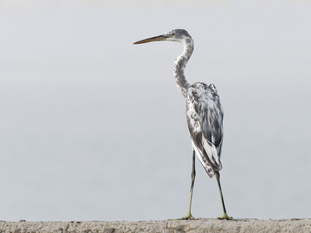 Western Reef-Heron - ML642053339