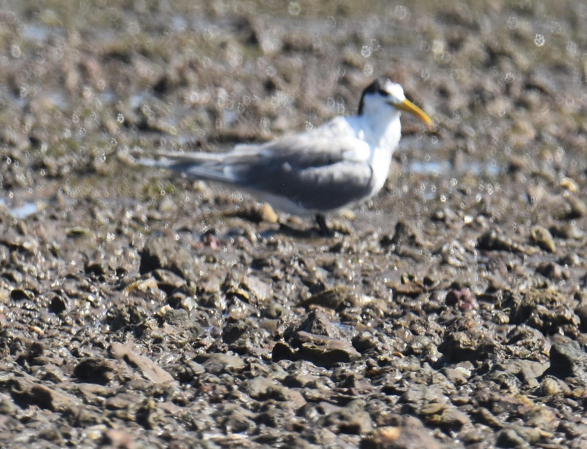 Great Crested Tern - ML642053340