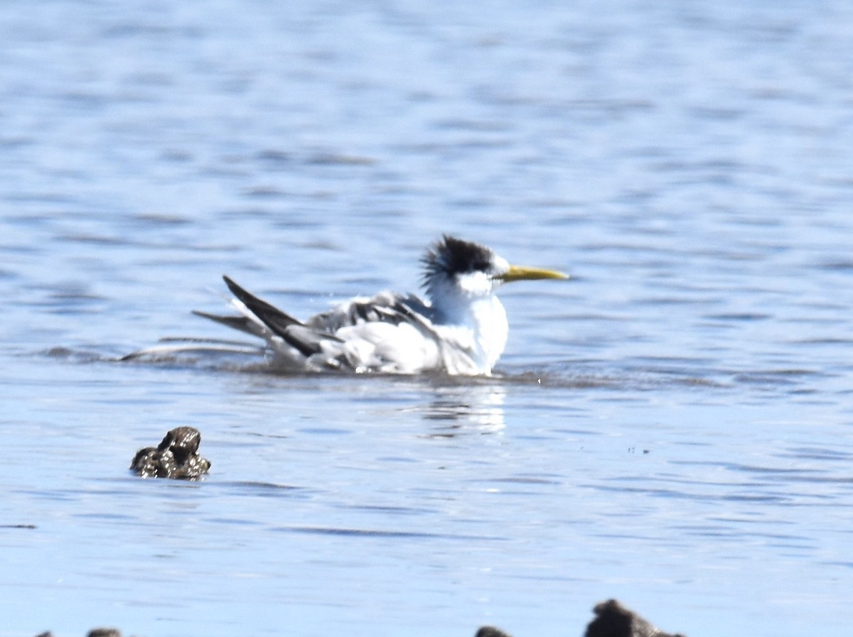 Great Crested Tern - ML642053341