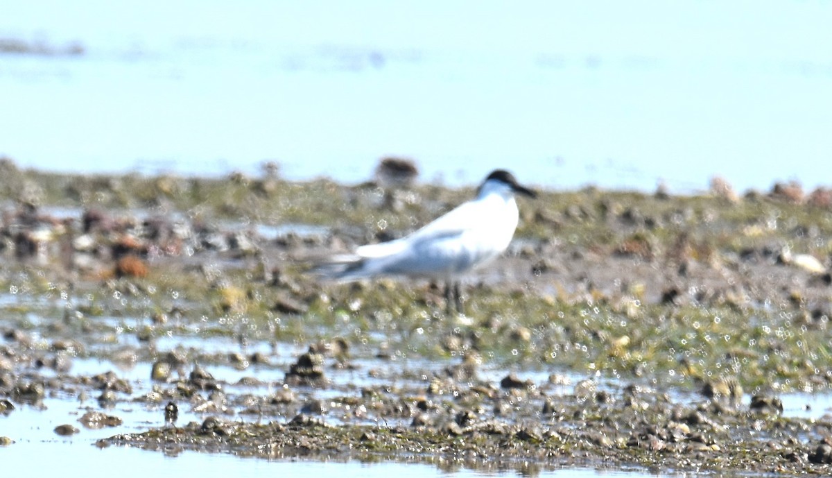 Australian Tern - ML642053349