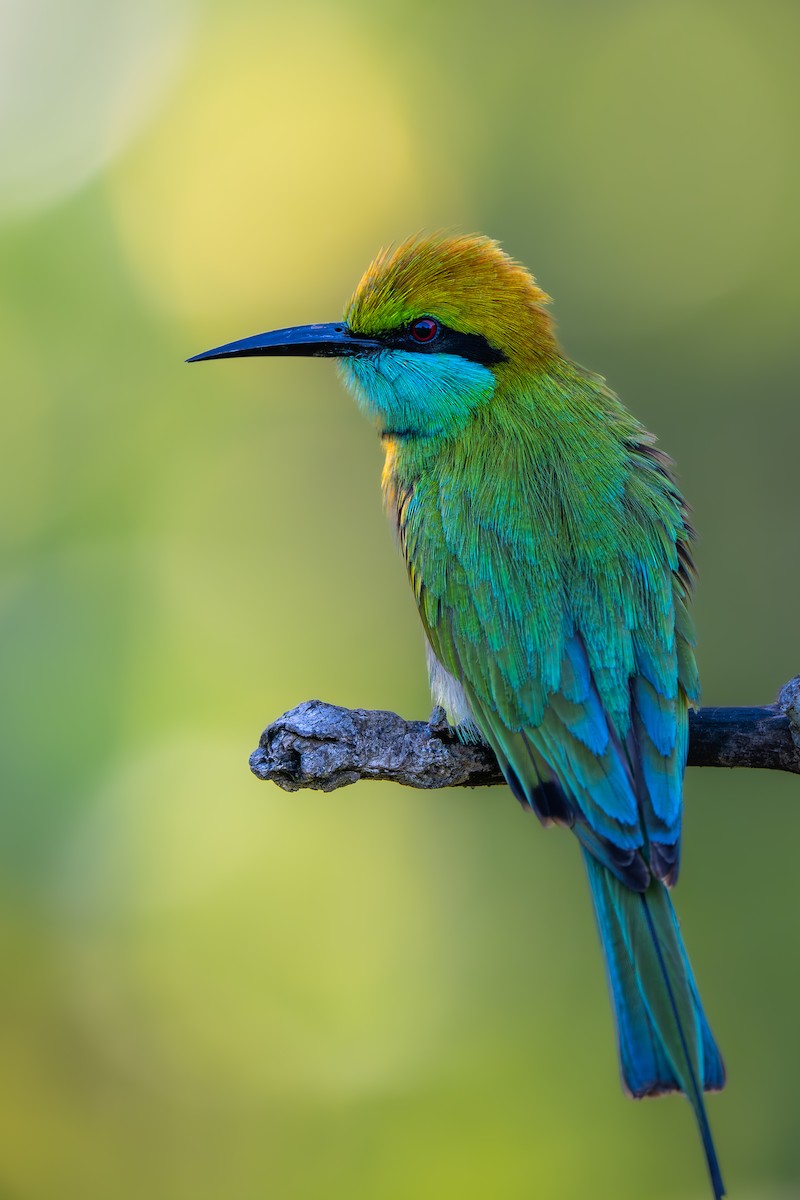 Asian Green Bee-eater - ML642053359