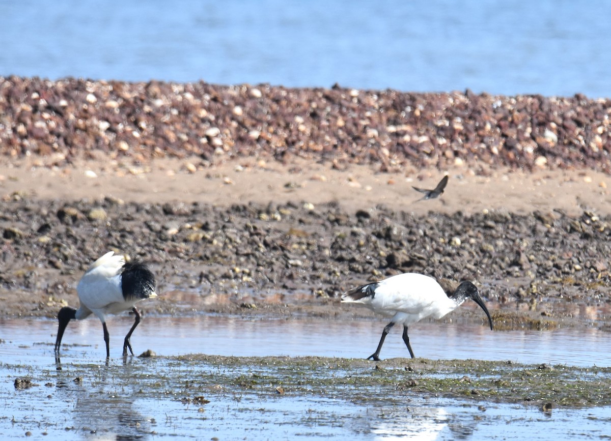 Australian Ibis - ML642053360