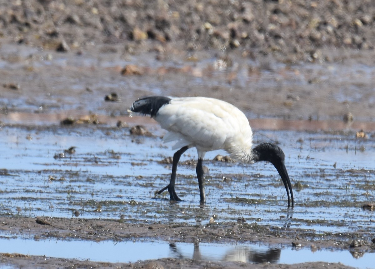 Australian Ibis - ML642053361