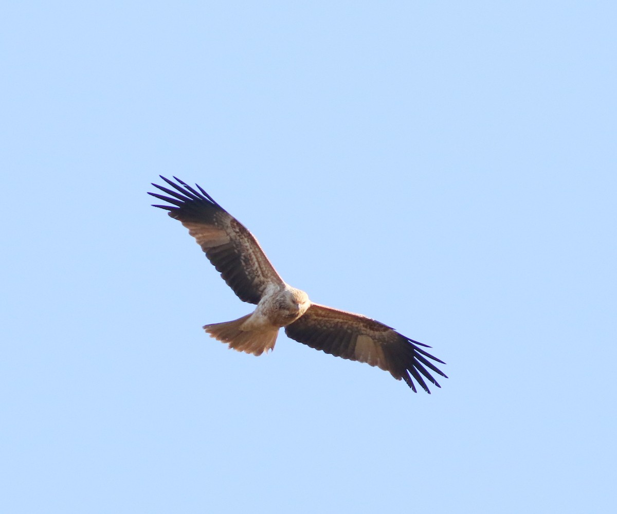 Whistling Kite - ML642053365