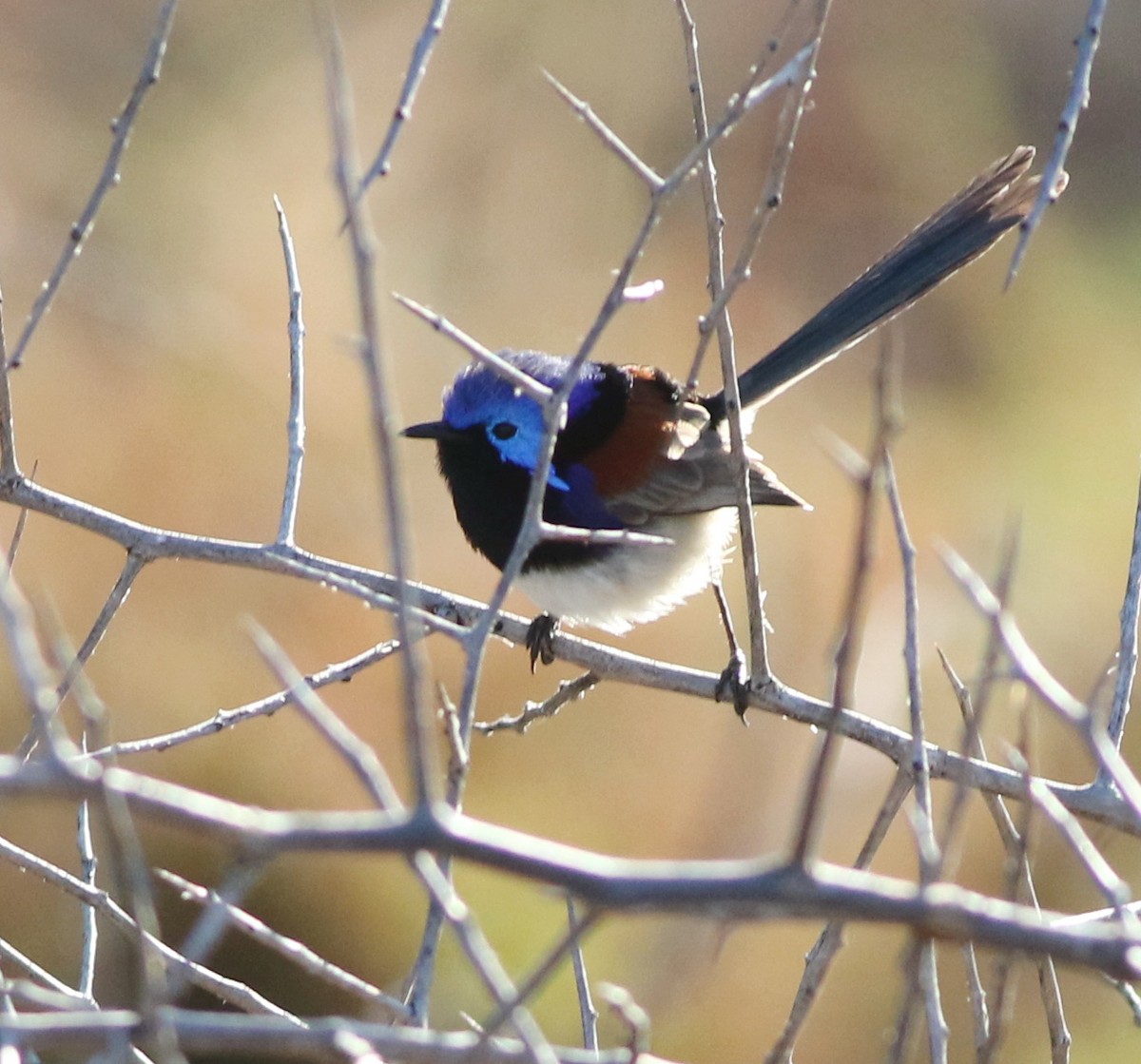 Purple-backed Fairywren - ML642053366