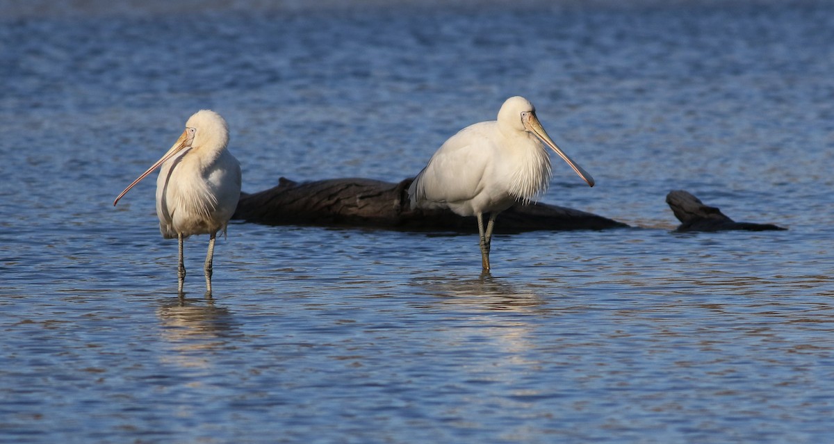 Yellow-billed Spoonbill - ML642053374