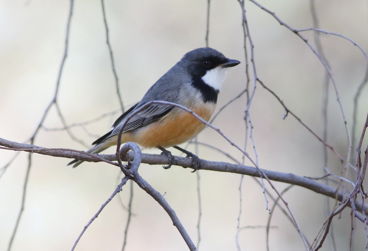 Rufous Whistler - ML642053377