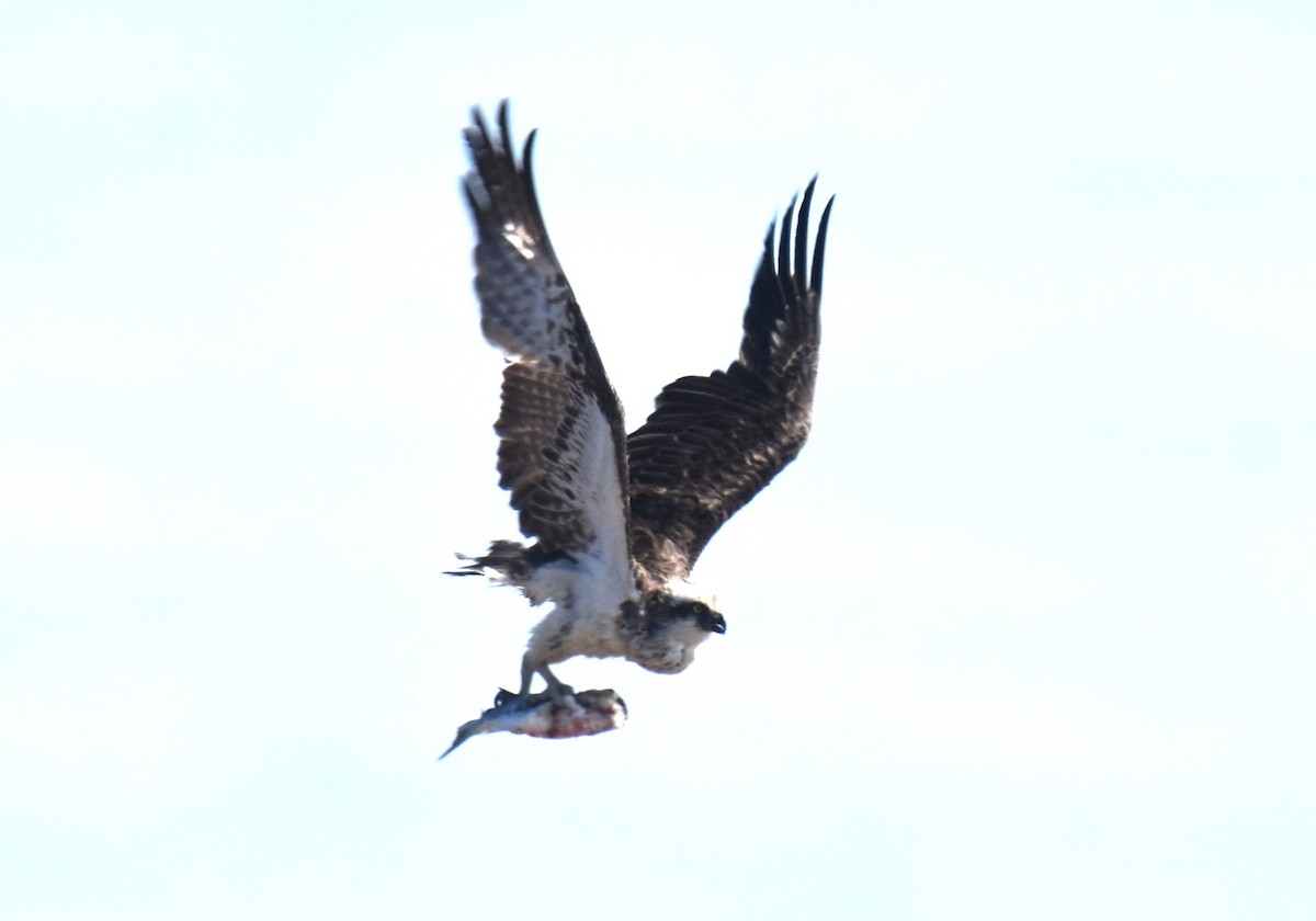Osprey - ML642053378