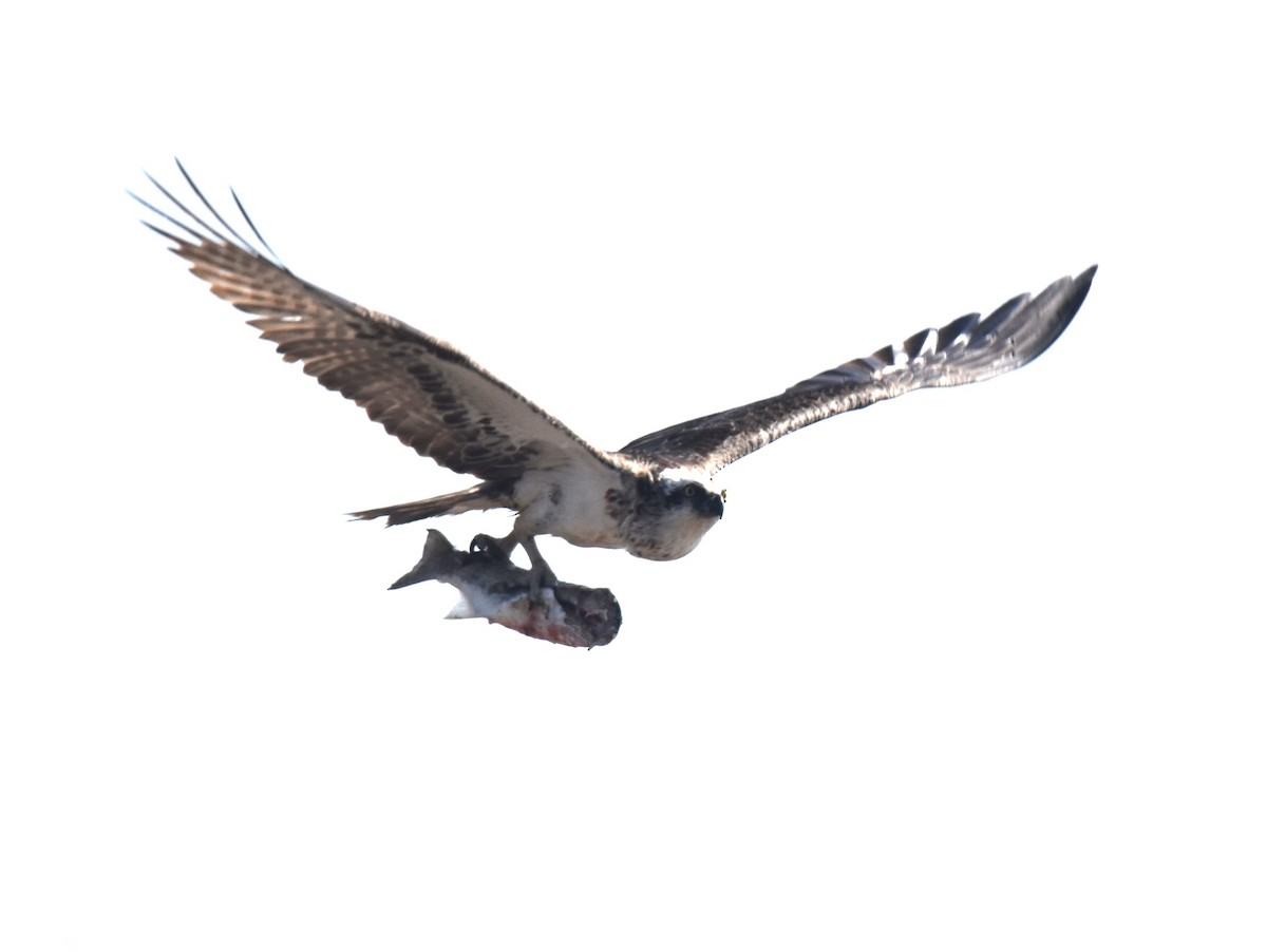 Osprey - ML642053379