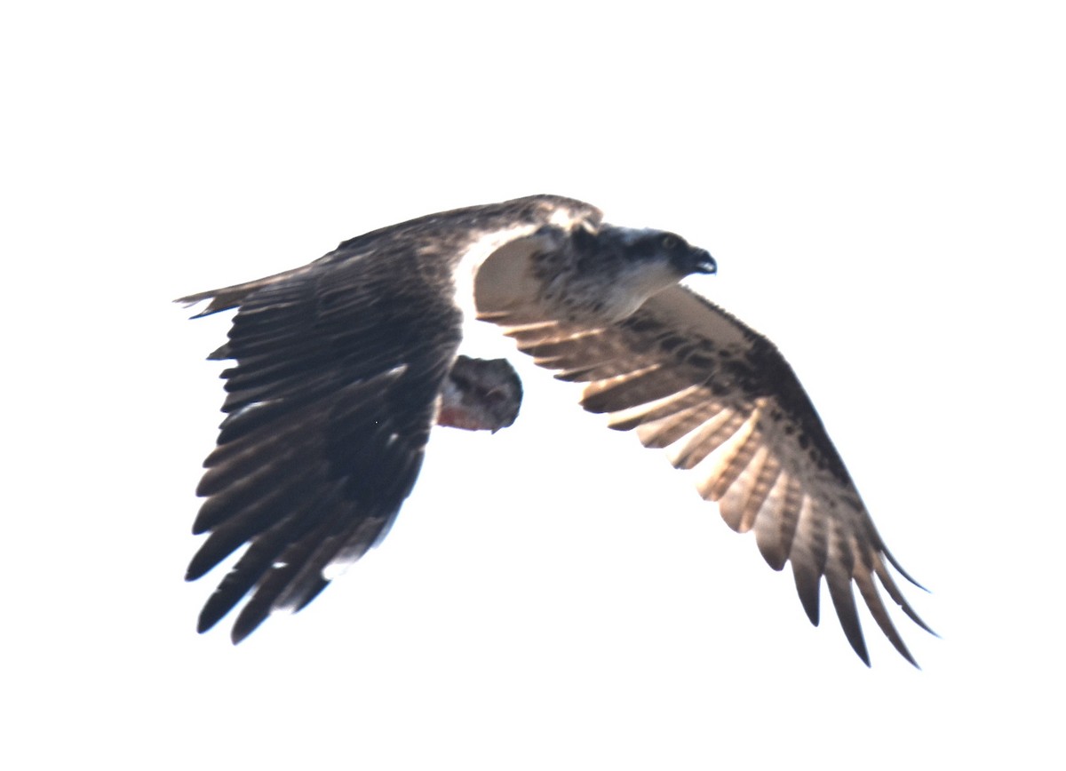 Osprey - ML642053380