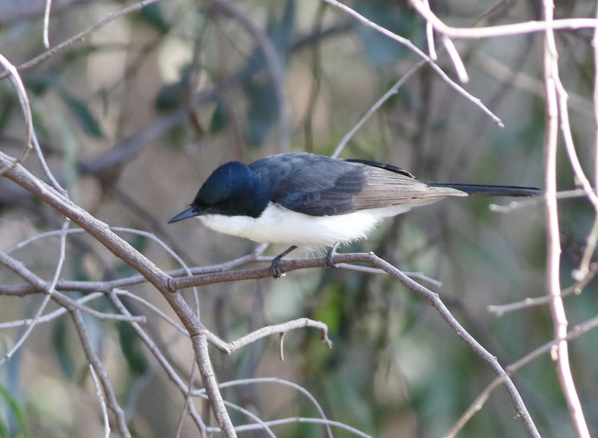 Restless Flycatcher - ML642053381