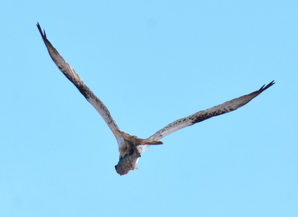 Osprey - ML642053383