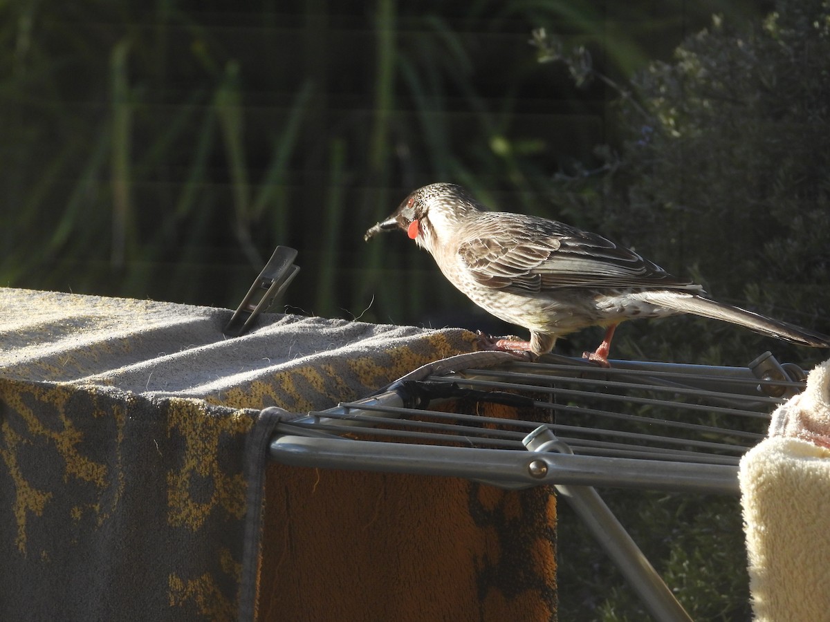 Red Wattlebird - ML642053386